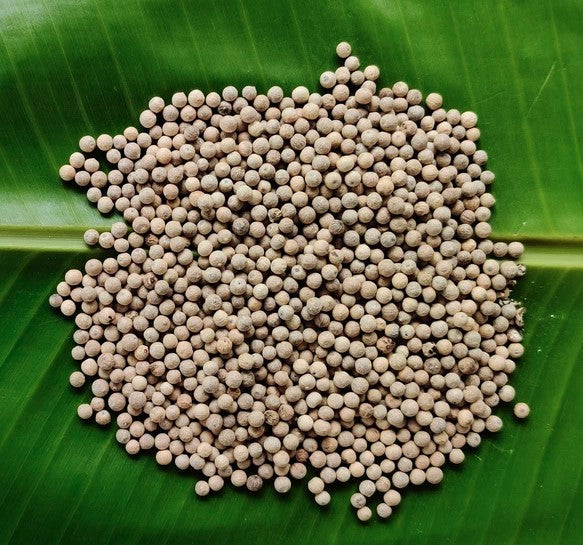 WHITE PEPPER, വെളുത്ത കുരുമുളക്, सफ़ेद मिर्च