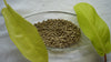 White Pepper 